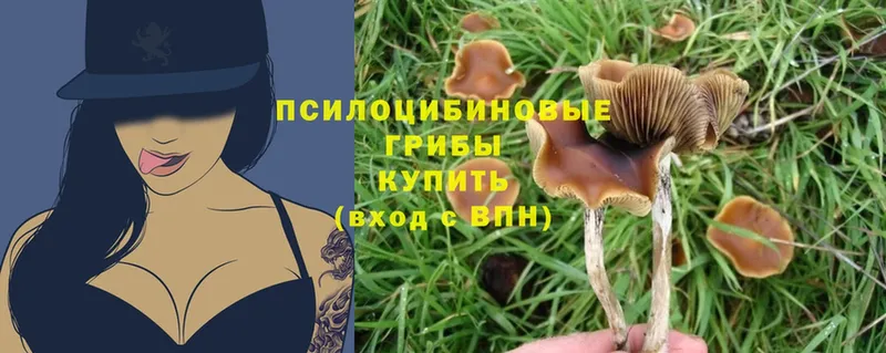 Галлюциногенные грибы Magic Shrooms Приволжск